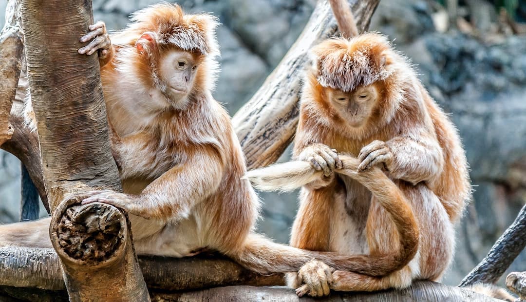 Monkeys caring for each other